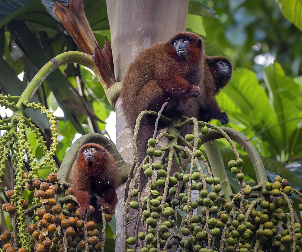 Brown Titi Monkey (Plecturocebus brunneus), feeding on palm fruit, Madre de Dios, Peru