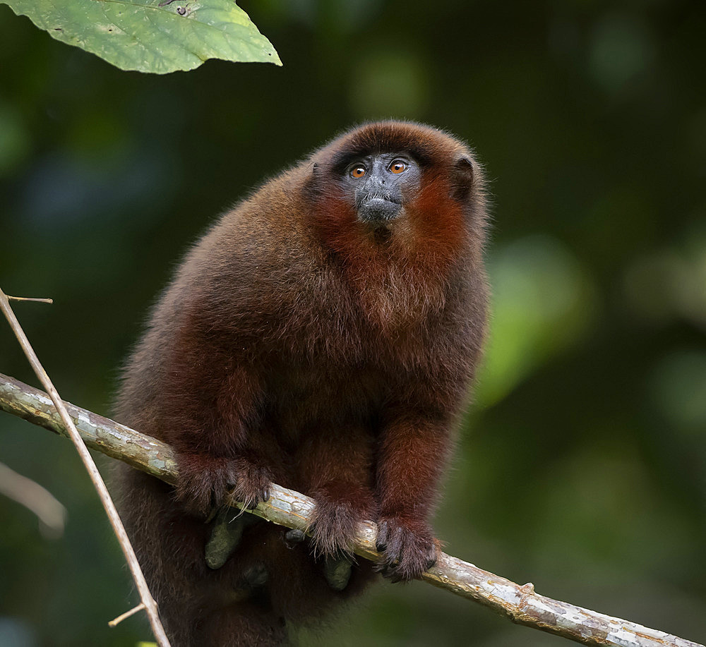 Brown Titi Monkey (Plecturocebus brunneus), Madre de Dios, Peru