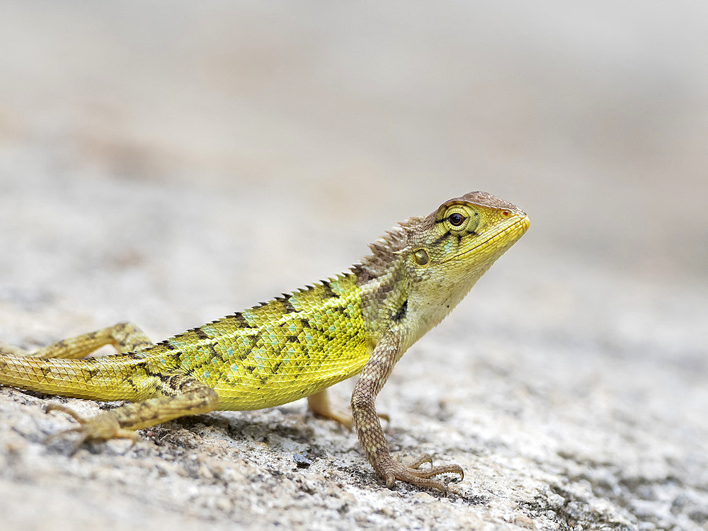 Common Garden Lizard (Calotes versicolor), Karnataka, India