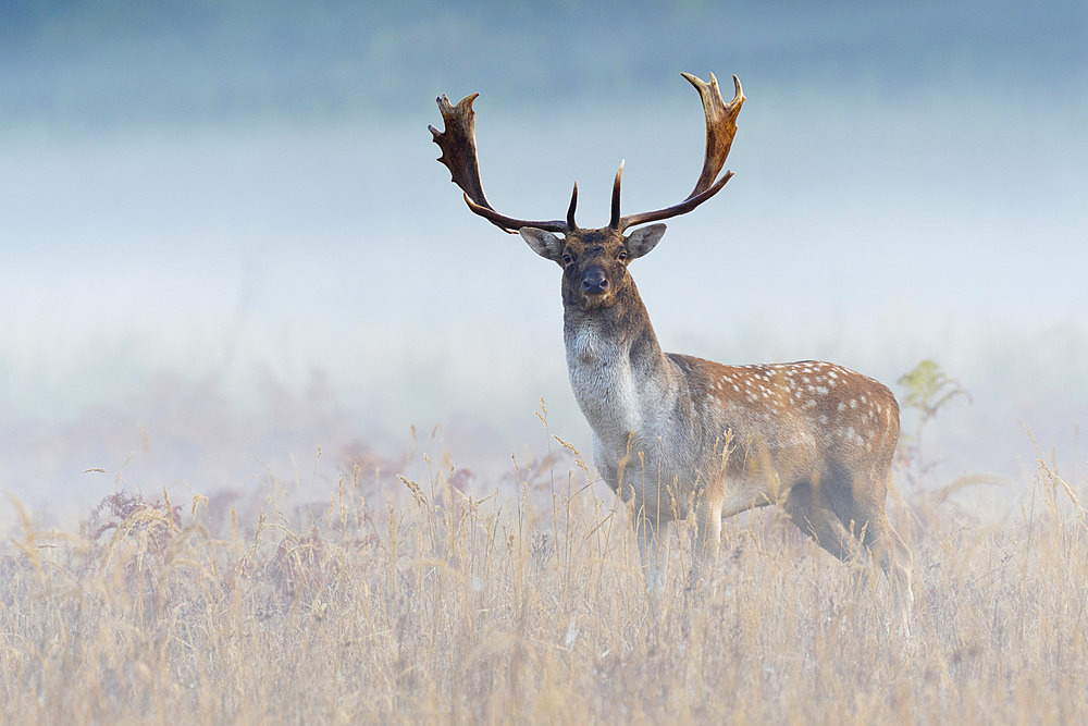 Fallow deer on misty morning, Cervus dama, Germany, Europe