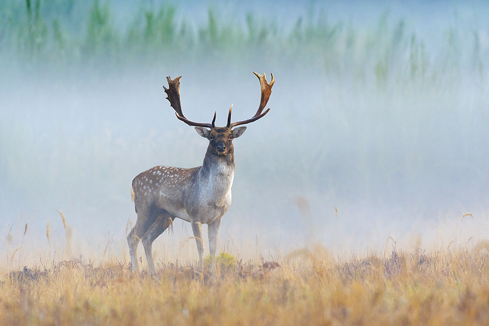 Fallow deer on misty morning, Cervus dama, Germany, Europe