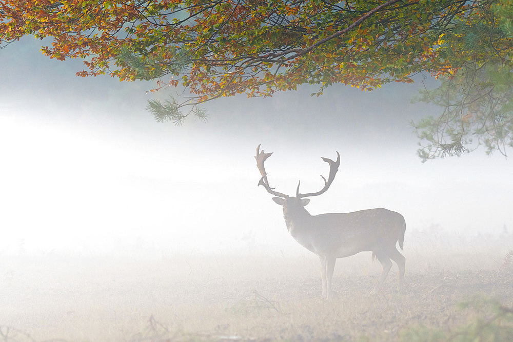 Fallow deer on misty morning in autumn, Cervus dama, Germany, Europe