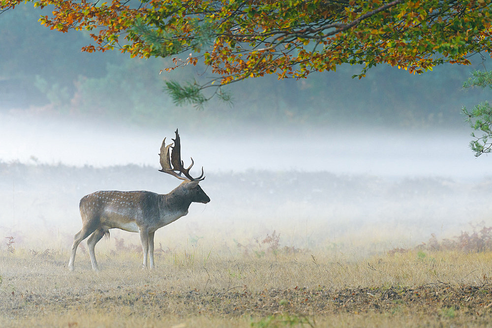 Fallow deer on misty morning in autumn, Cervus dama, Germany, Europe