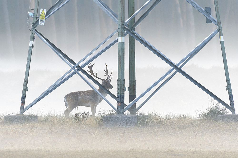 Fallow deer in front of high-voltage power line on misty morning, Cervus dama, Germany, Europe