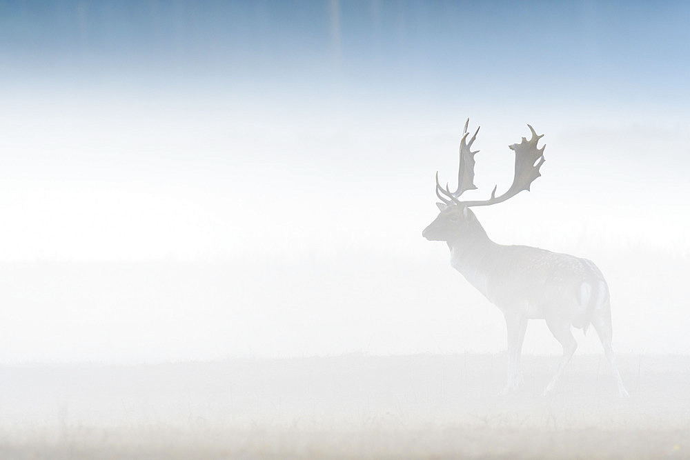 Fallow deer on misty morning, Cervus dama, Germany, Europe