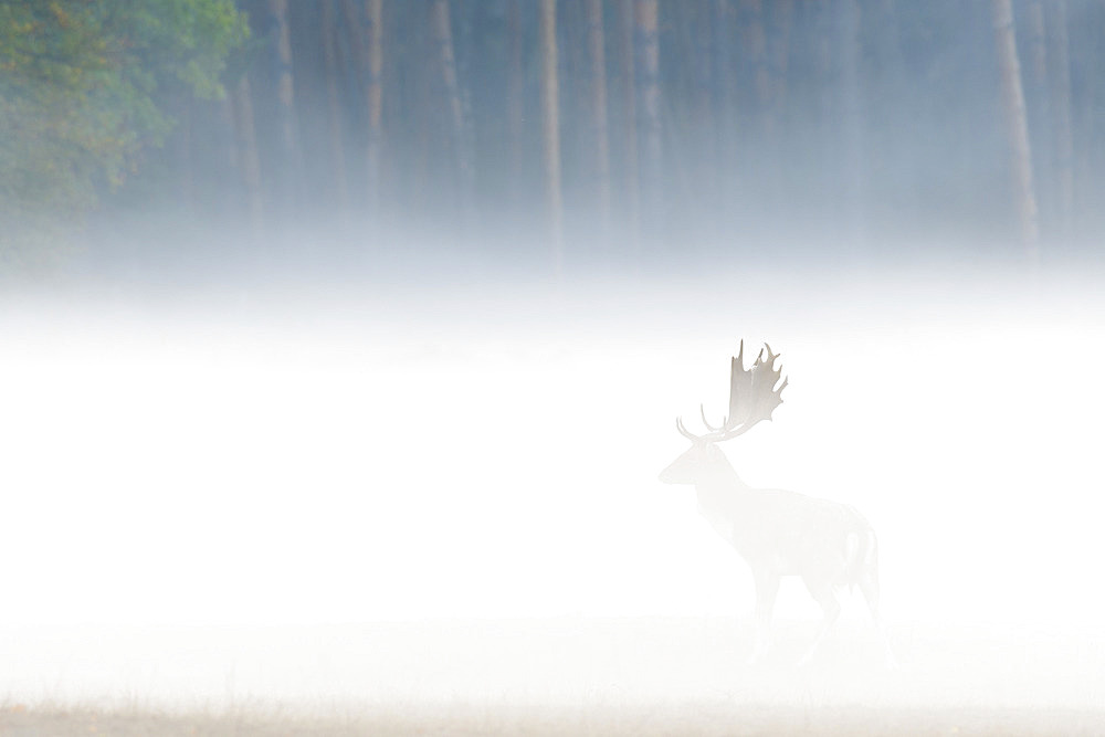 Fallow deer on misty morning, Cervus dama, Germany, Europe