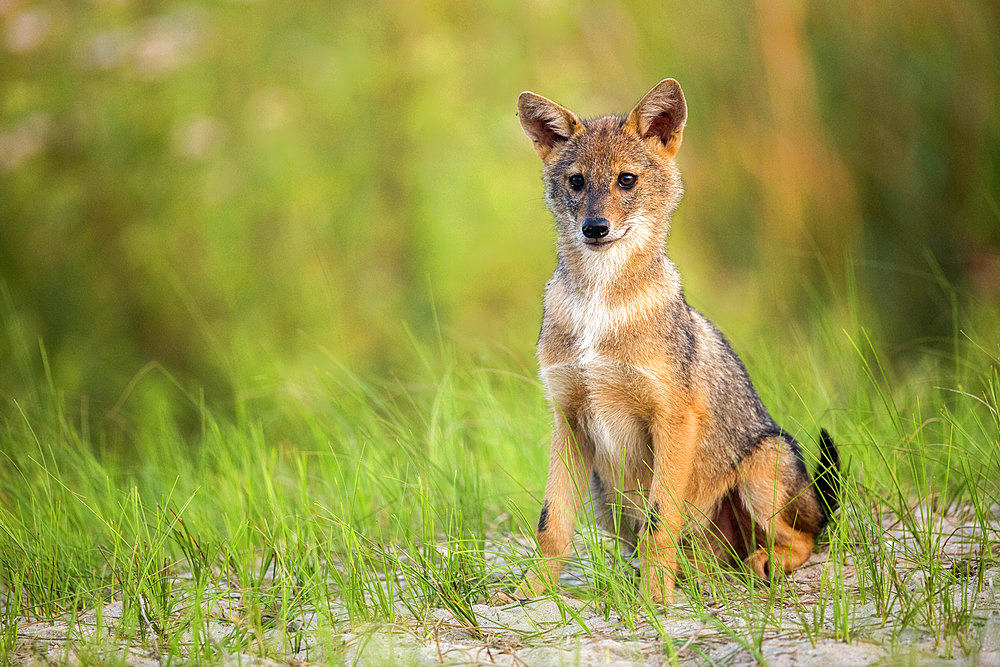 Eurasian golden jackal (Canis aureus moreoticus) sitting, Danube delta, Romania