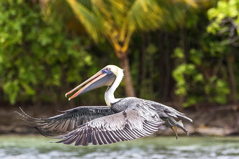 Brown pelican (Pelecanus occidentalis) in flight, Cayo LImon, Gulf of Honduras, Belize