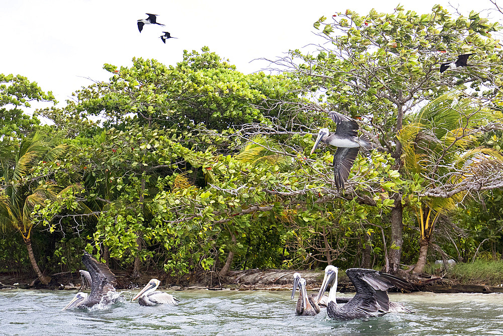 Brown pelican (Pelecanus occidentalis) fishing, Cayo LImon, Gulf of Honduras, Belize