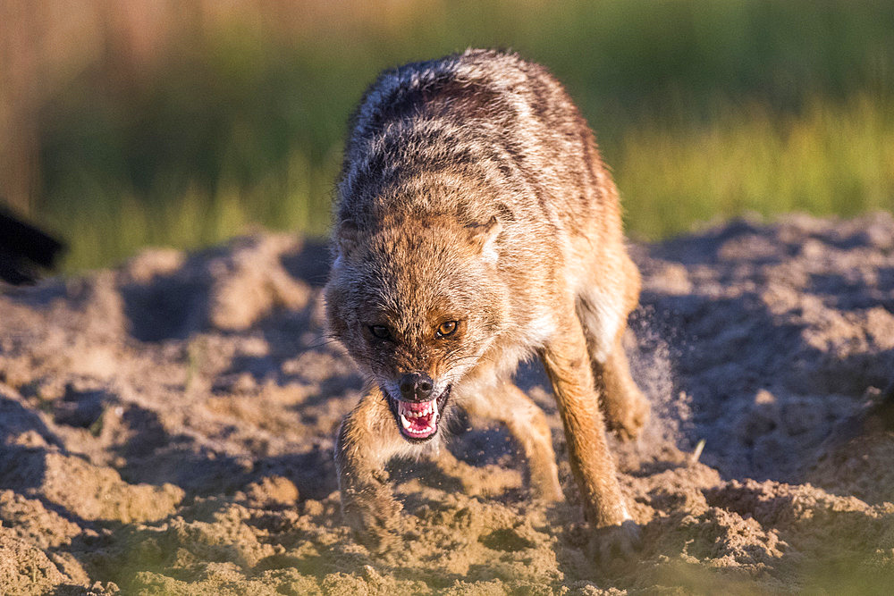 Eurasian golden jackal (Canis aureus moreoticus) threating, Danube delta, Romania