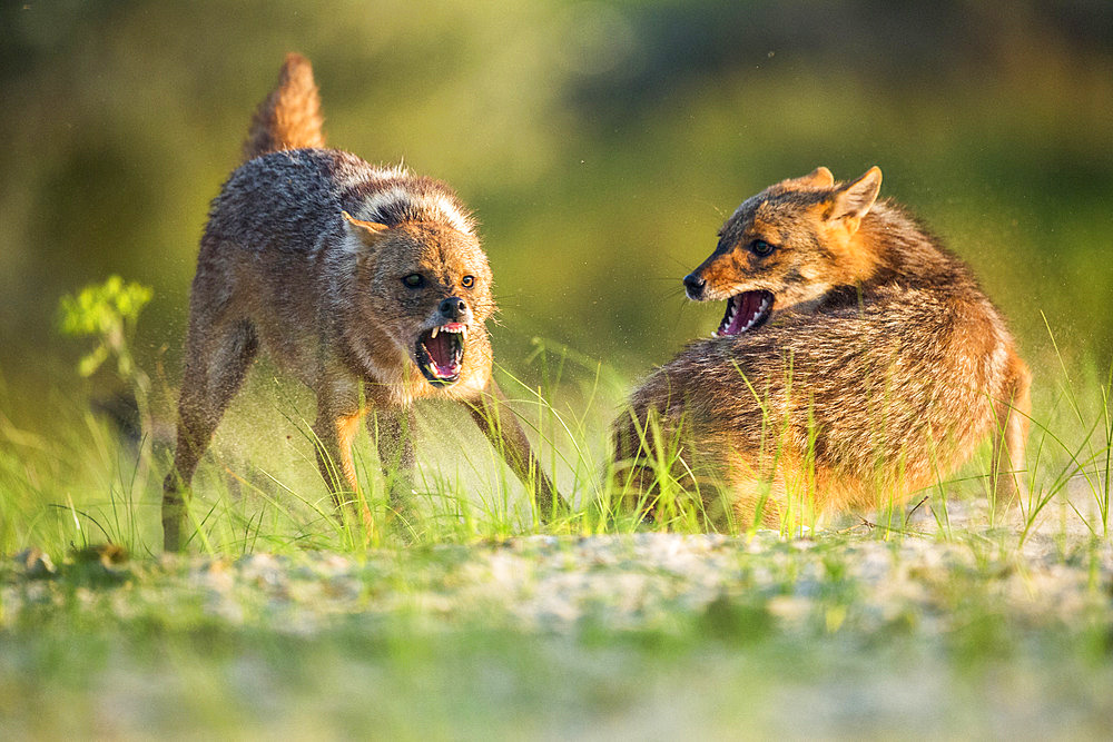 Eurasian golden jackal (Canis aureus moreoticus) fighting, Danube delta, Romania