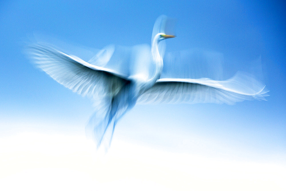 Great egret (Egretta alba) in flight, Gulf of Honduras, Livingston, Guatemala.