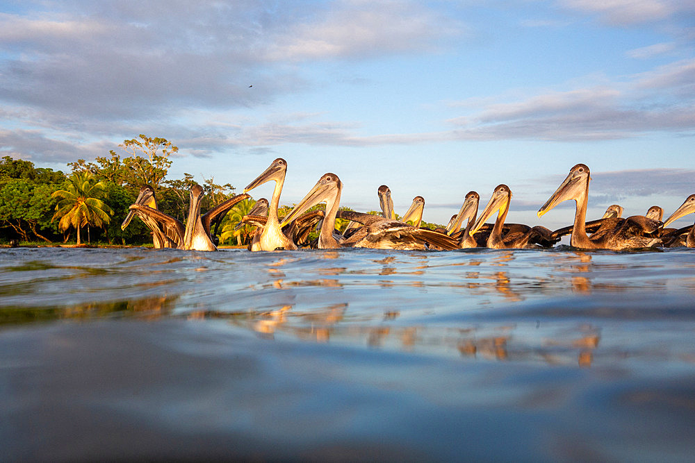 Brown pelican, Pelecanus occidentalis. Livingston (Guatemala)