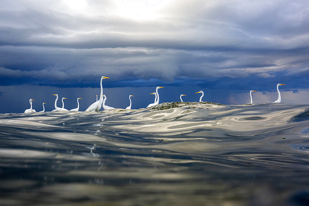 Great egret (Egretta alba) in the water, mouth of the Rio Dulce, Gulf of Honduras, Livingston, Guatemala.