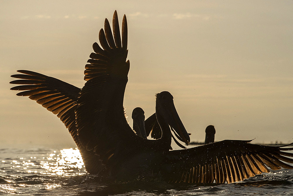 Brown pelican (Pelecanus occidentalis) on the water, mouth of the Rio Dulce, Gulf of Honduras, Livingston, Guatemala