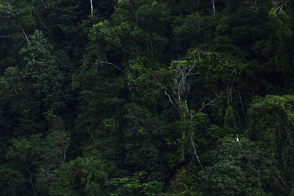 Great egret (Egretta alba) in the bank of the Rio Dulce, Guatemala.