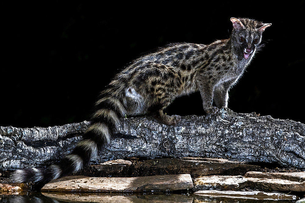 Common genet (Genetta genetta) at the waters' edge, Extremadura, Spain