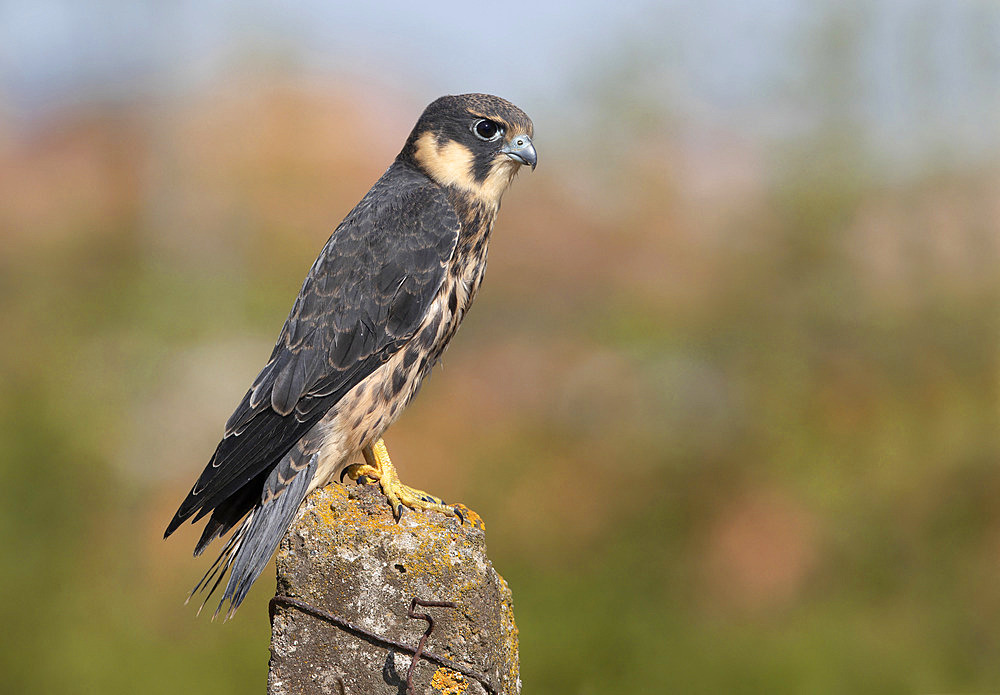 Eurasian Hobby (Falco subbuteo) young on a post, Tuscany, Italy