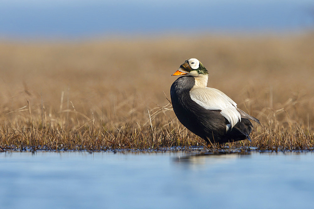 Spectacled eider drake (Somateria fisheri), arctic tundra, Alaska, June 2019