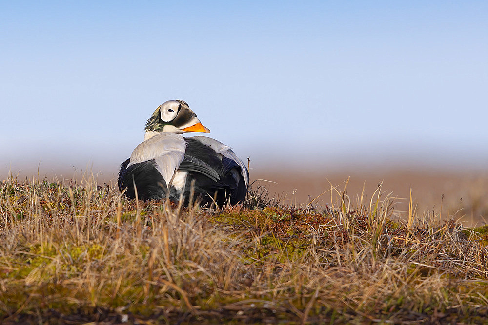 Spectacled eider drake (Somateria fisheri), arctic tundra, Alaska, June 2019