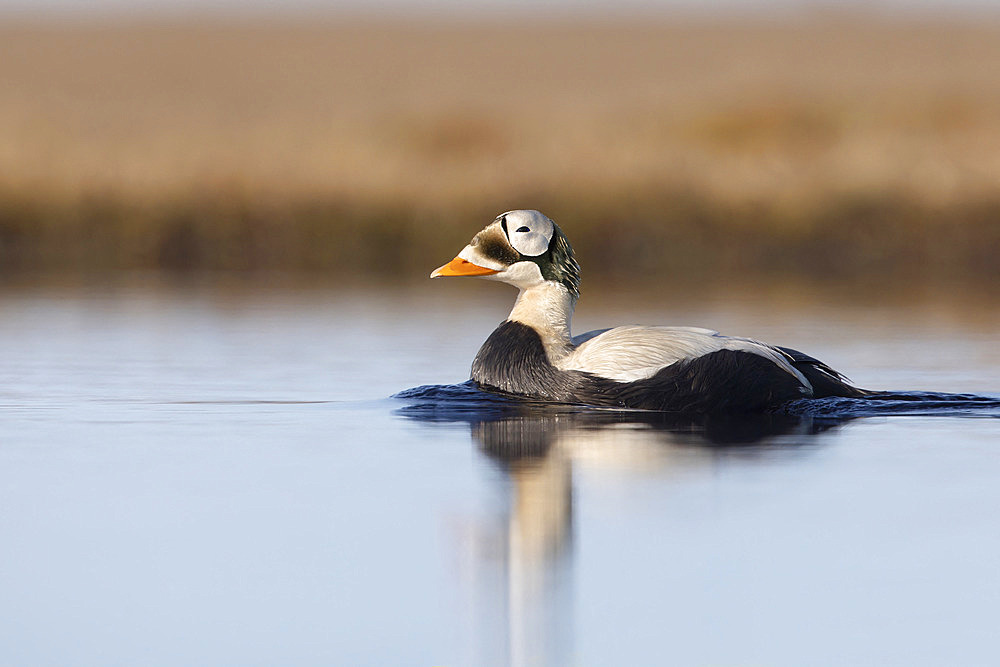 Spectacled eider drake (Somateria fisheri), arctic tundra, Alaska, June 2019