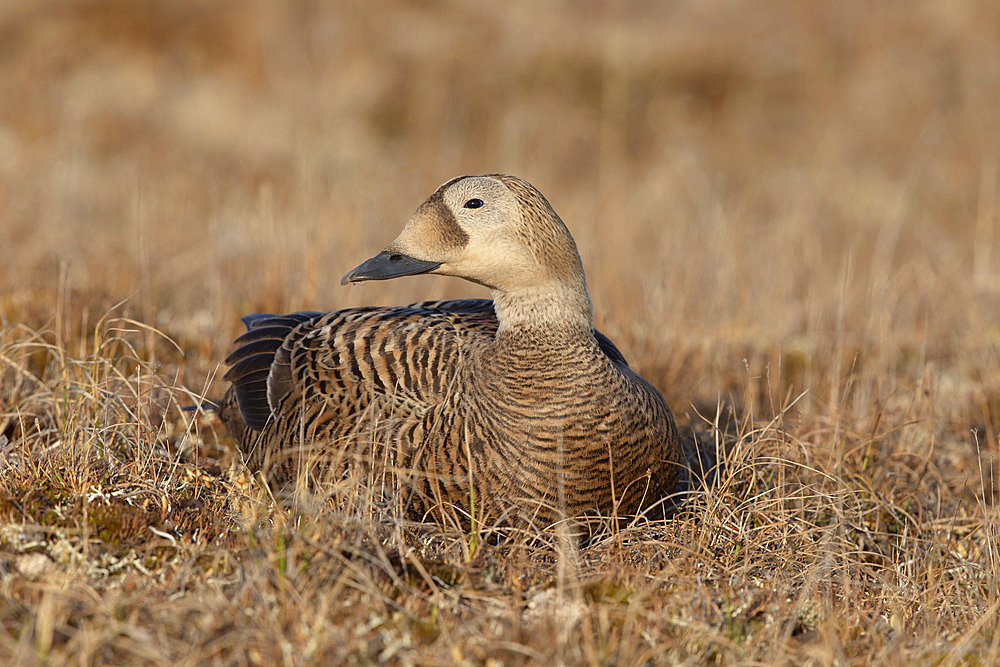 Spectacled eider hen (Somateria fisheri), arctic tundra, Alaska, June 2019