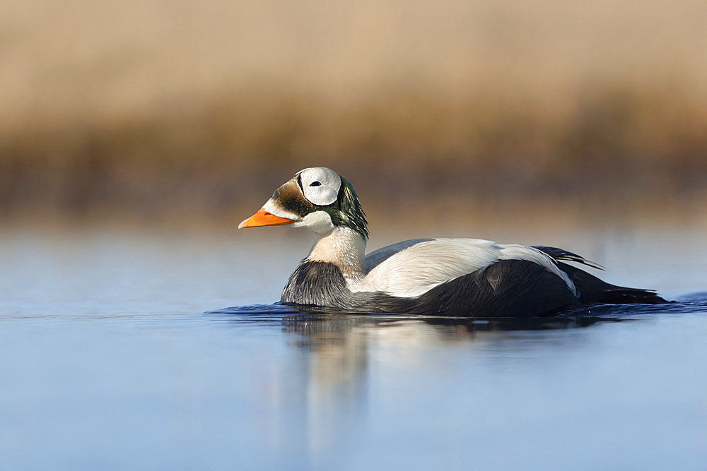 Spectacled eider drake (Somateria fisheri), arctic tundra, Alaska, June 2019