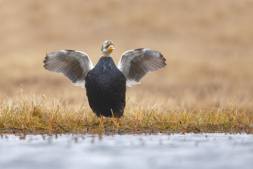 Spectacled eider drake (Somateria fischeri), arctic tundra, Alaska, June 2019