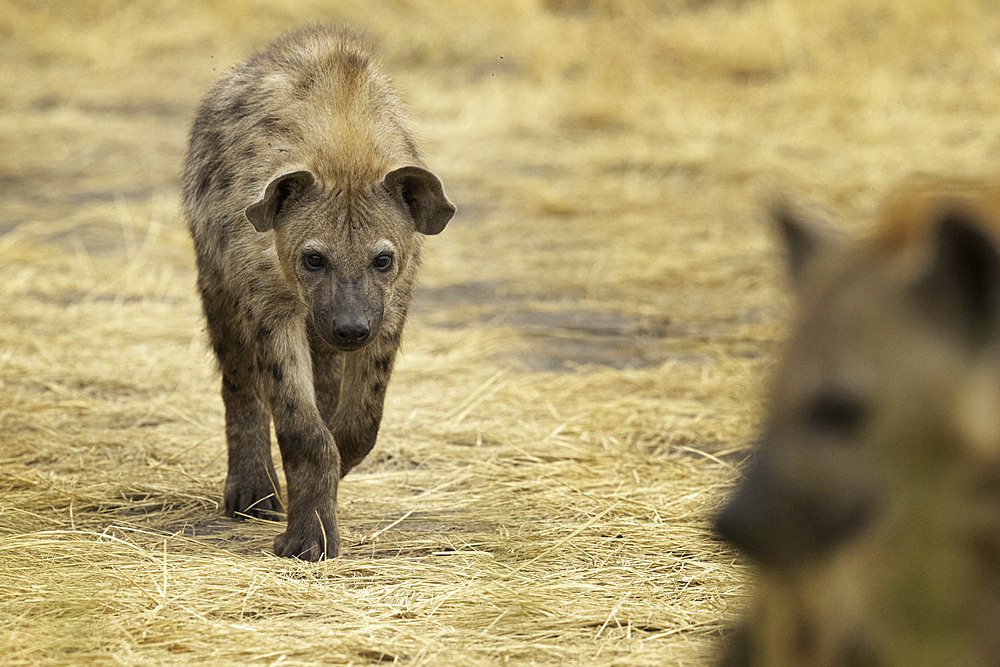 A playful approach by a Spotted Hyena (Crocuta crocuta) in Uganda.