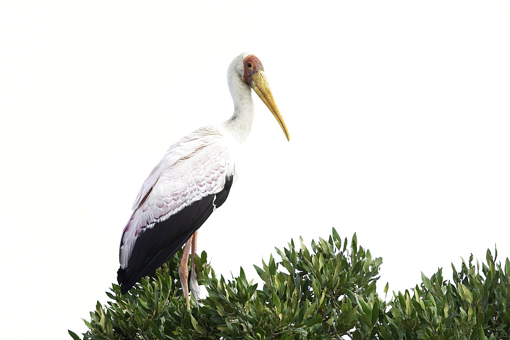 A perched Yellow Billed (Mycteria ibis) Stalk in the Maasai Mara National Park, Kenya.