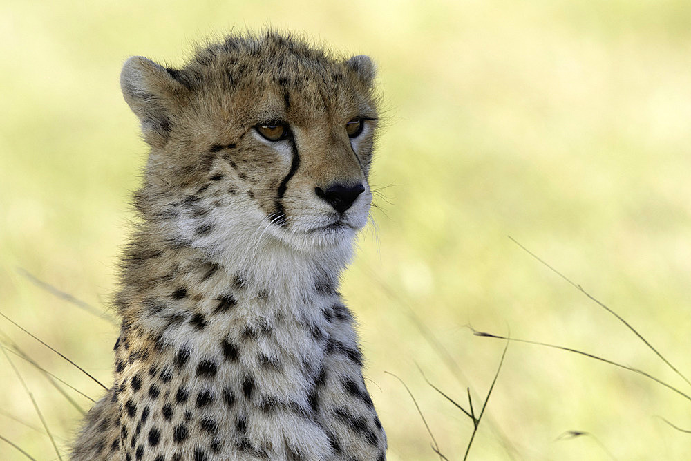 A Cheetah (Acinonyx jubatus) looks on in the Maasai Mara National Park, Kenya.