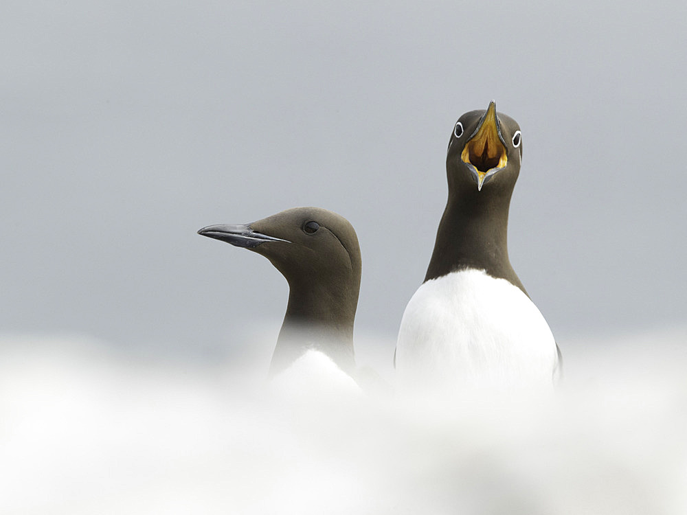 A Bridled Guillemot (Uria aalge) calls off the coast of Northumberland, UK.