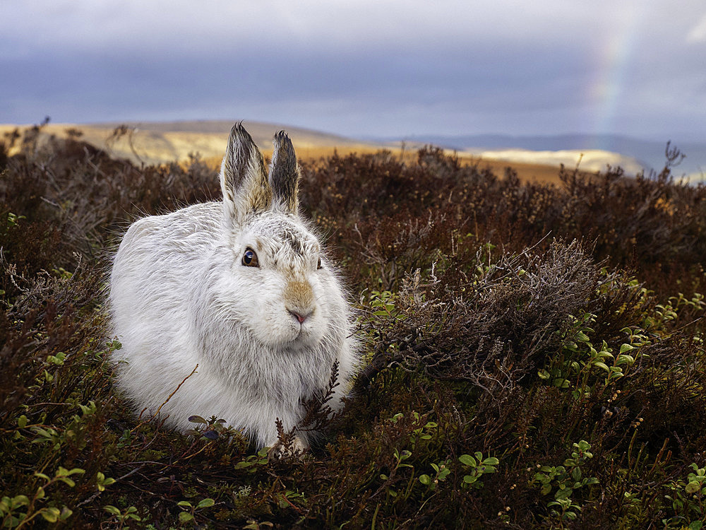 A Mountain Hare (Lepus timidus) rests in the Cairngorms National Park, Scotland.