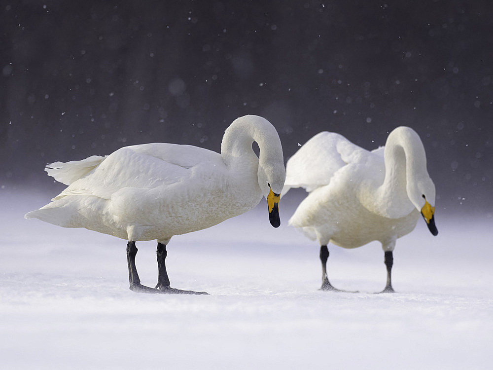 A Whooper Swan (Cygnus cygnus) on the frozen lakes of Hokkaido, Japan.