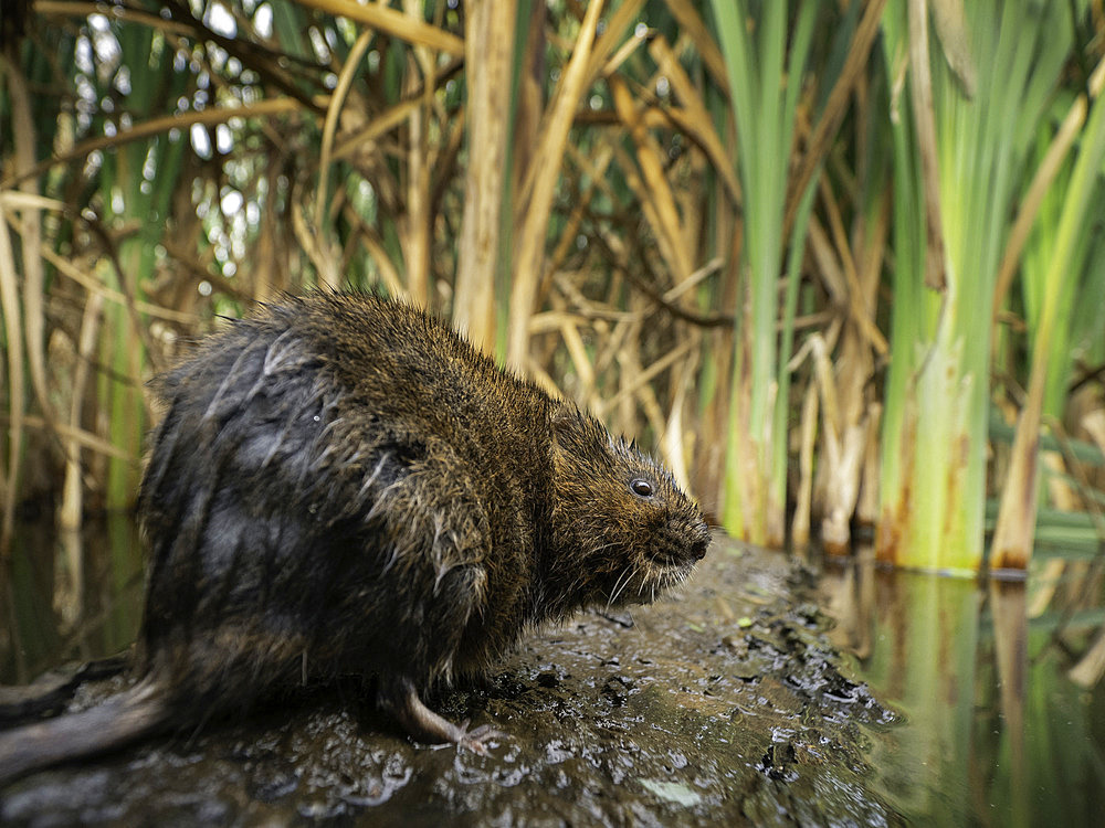 A Water Vole (Arvicola terrestris) assesses his surroundings in the Peak District National Park, UK.