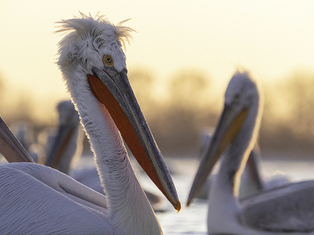 Several Dalmatian Pelicans perch on the shores of Lake Kerkini, Greece.