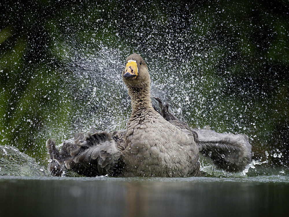 A Feral Goose preens himself in the Peak District National Park, UK.