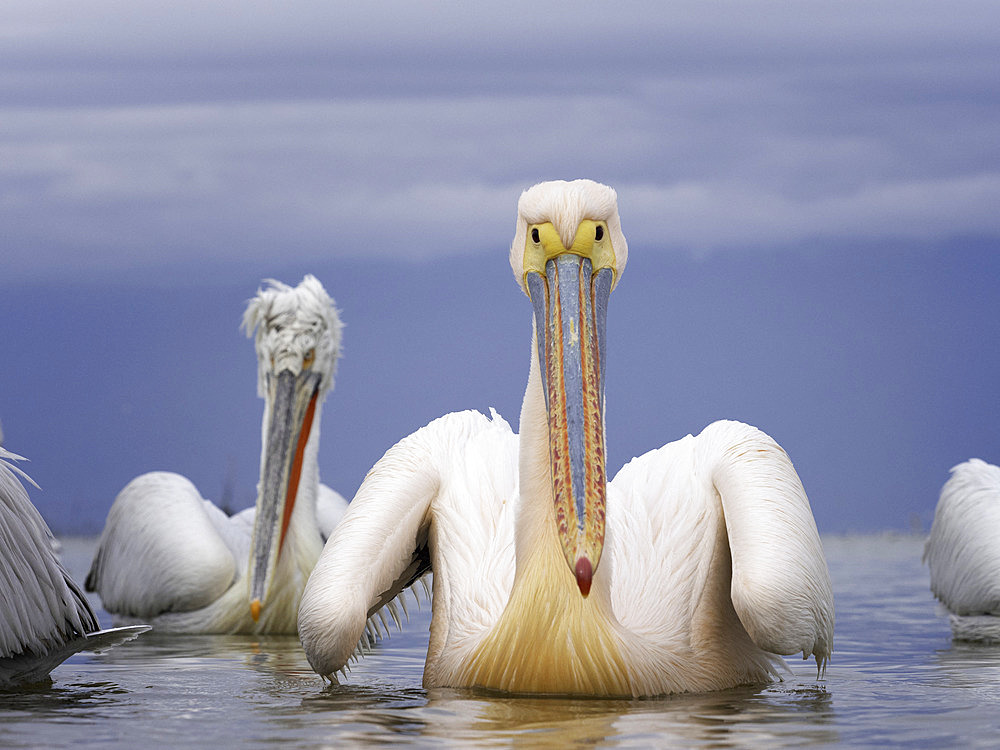 A Great White Pelican (Pelecanus onocrotalus) on Lake Kerkini, Greece.