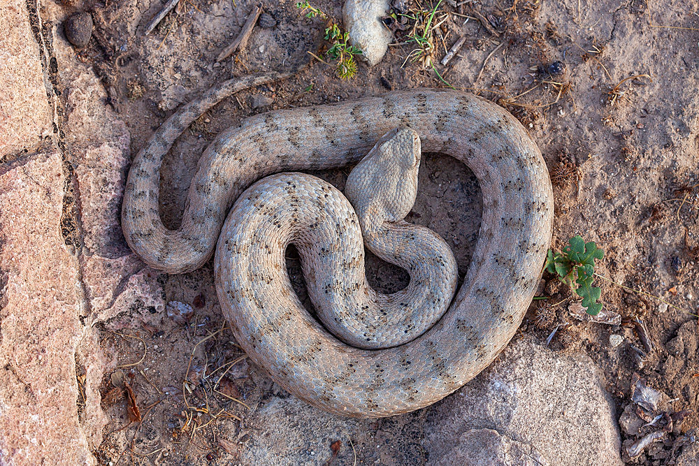 West-Asian blunt-nosed viper (Macrovipera lebetina obtusa), Iran