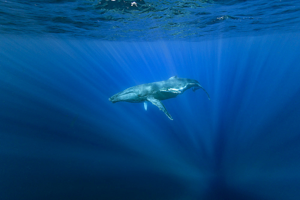 Humpback whale (Megaptera novaeangliae) mother with calf, Reunion, overseas department and region of the French Republic and an Indian Ocean island in East Africa