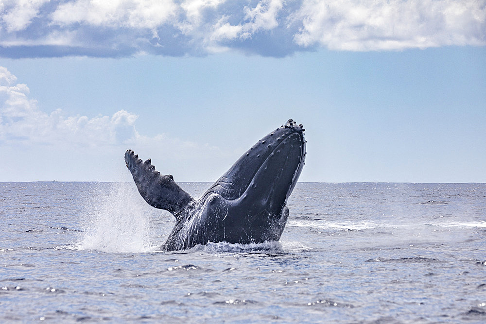 Adult, female Humpback whale (Megaptera novaeangliae) breaching, Reunion, overseas department and region of the French Republic and an Indian Ocean island in East Africa