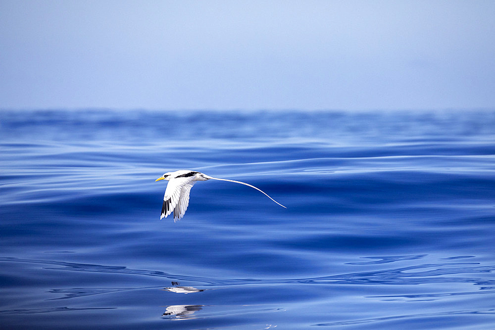 Flying White-tailed tropicbird (Phaethon lepturus) Reunion, overseas department and region of the French Republic and an Indian Ocean island in East Africa