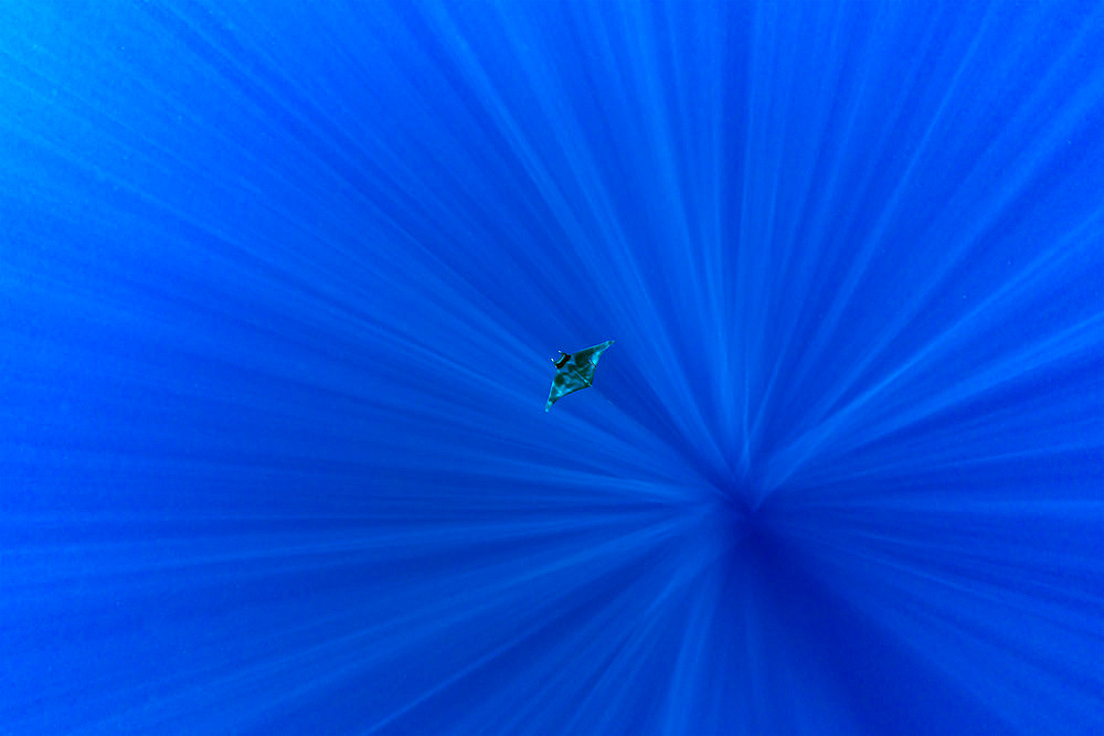 The giant oceanic manta ray or oceanic manta ray, (Manta birostris) deep into sun rays. Trincomalee, Eastern Province, Sri Lanka, Bay of Bengal, Indian Ocean Indian Ocean, Sri Lanka.