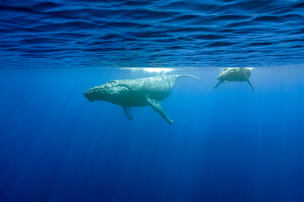 Humpback whale (Megaptera novaeangliae) mother with calf, Reunion, overseas department and region of the French Republic and an Indian Ocean island in East Africa