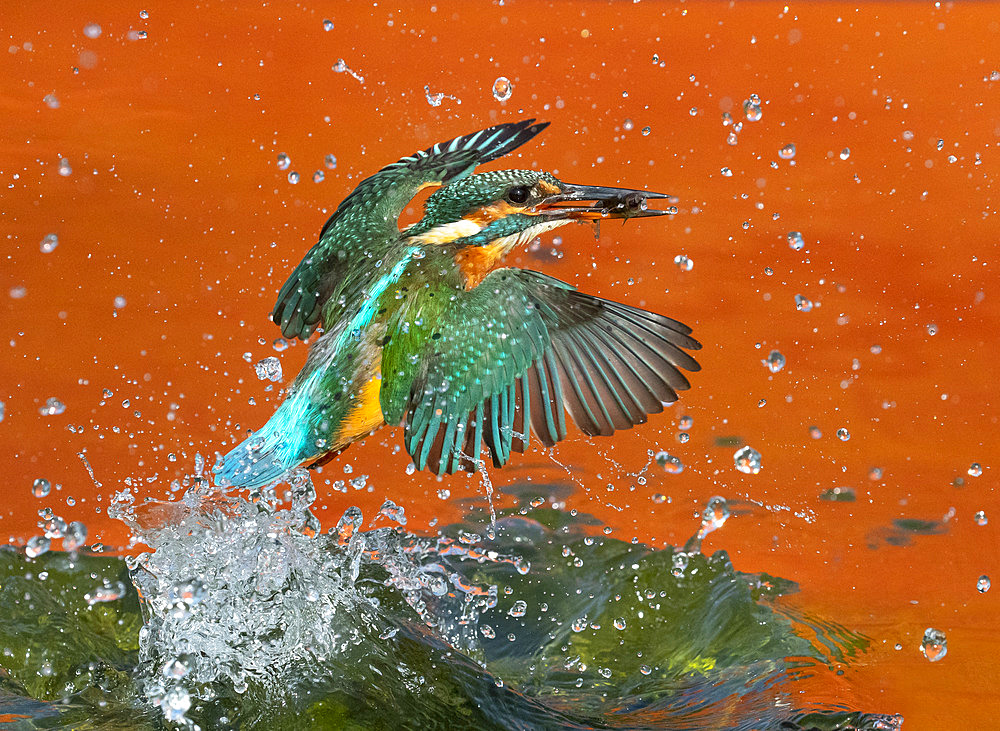 Kingfisher (Alcedo atthis) coming out of water with a fish in his bill, England