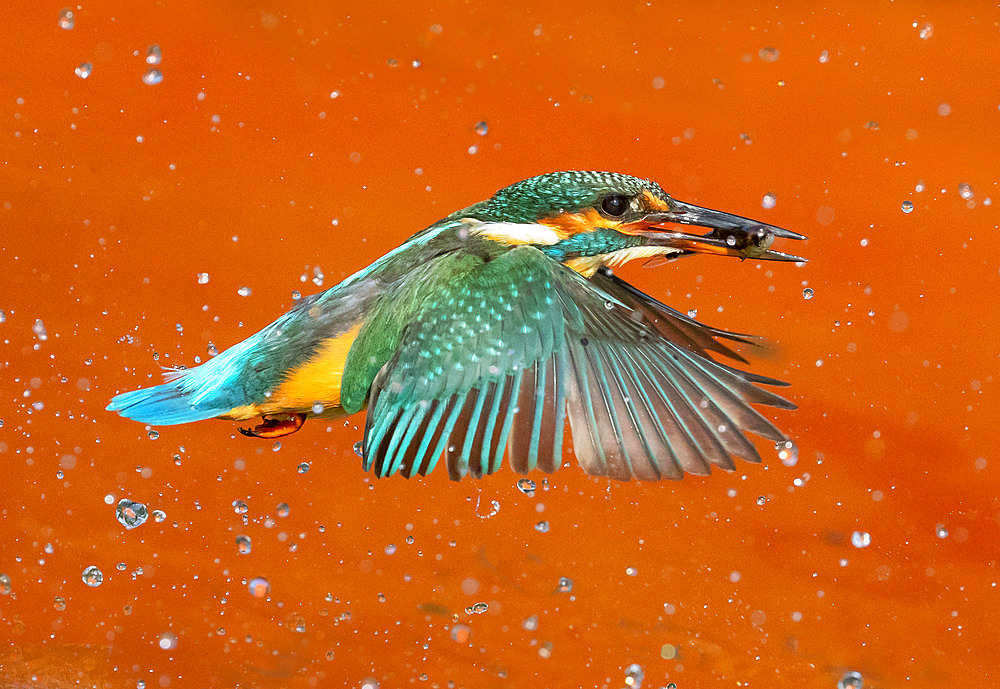 Kingfisher (Alcedo atthis) coming out of water with a fish in his bill, England