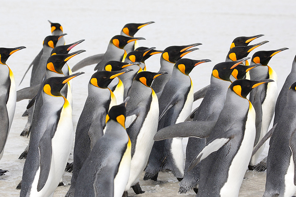 King penguins (Aptenodytes patagonicus), Volunteer Point, East Falkland, Falklands