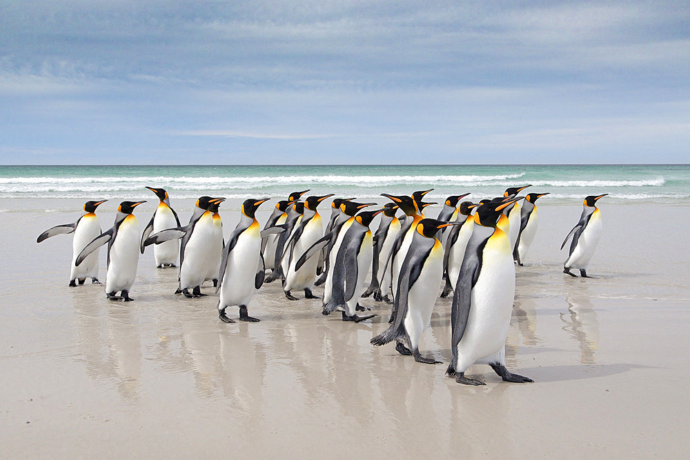 King penguins (Aptenodytes patagonicus), Volunteer Point, East Falkland, Falklands