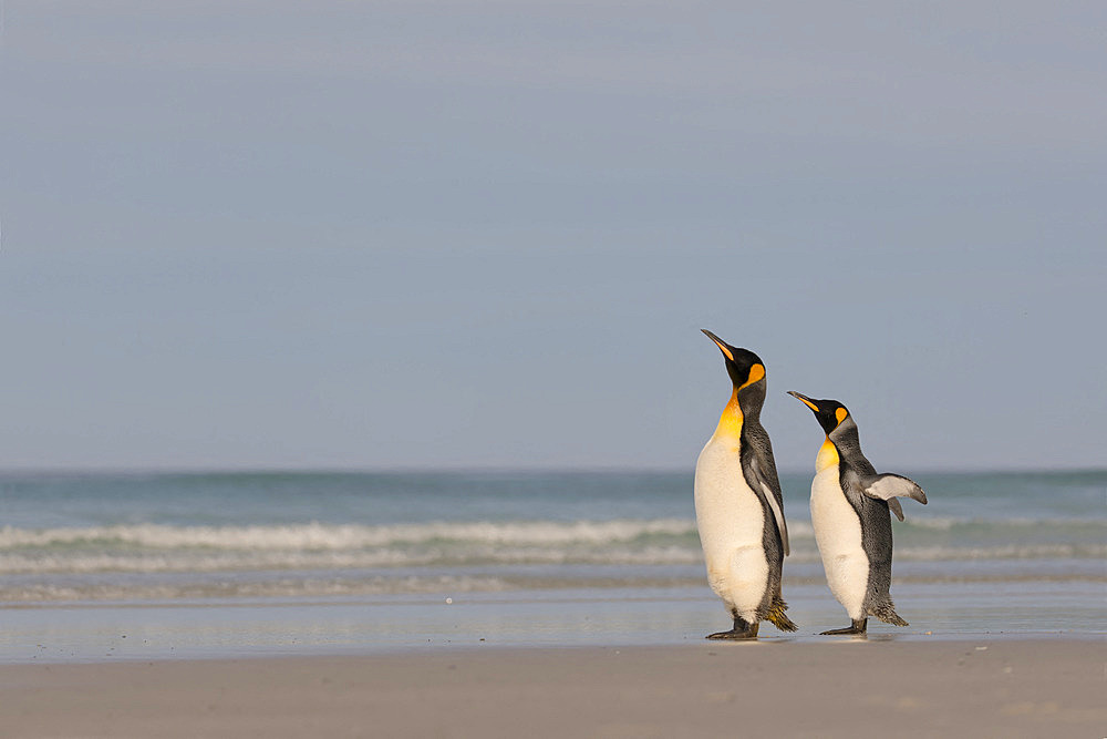 King penguins (Aptenodyptes patagonicus), at Volunteer Point, East Falkland, January 2018