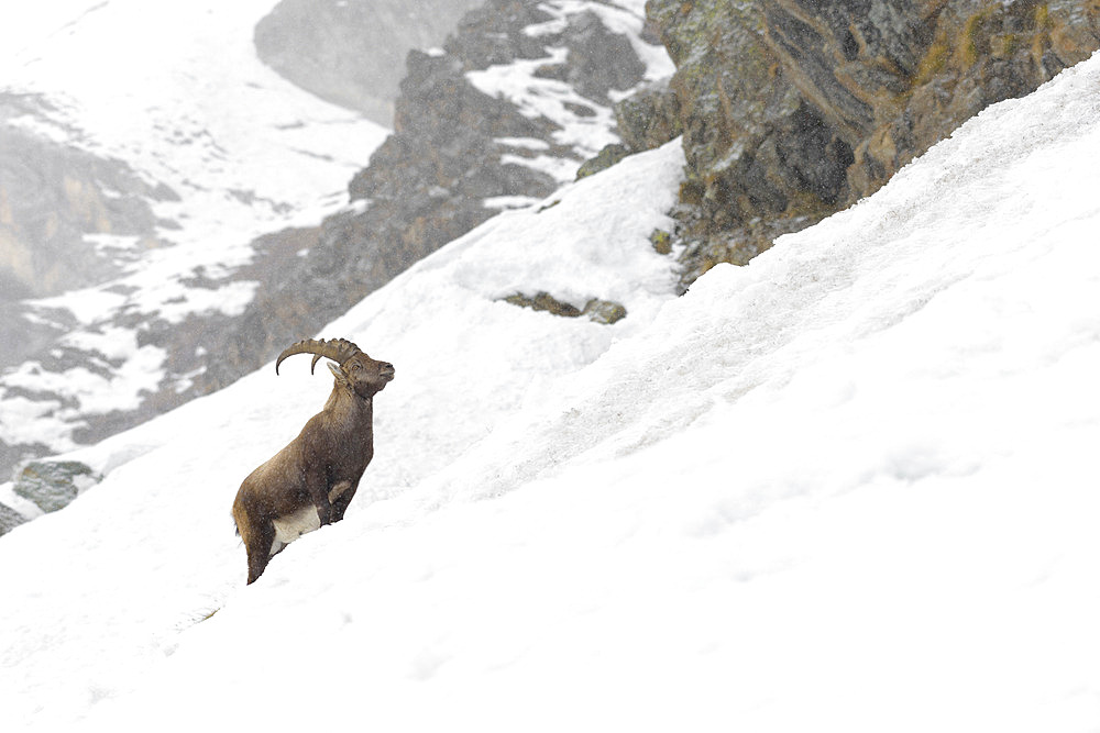 Alpine Ibex in wintertime, Capra ibex, Gran Paradiso National Park, Alps, Italy, Europe